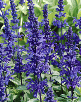 Salvia Victoria Seeds Salvia Farinacea Annual