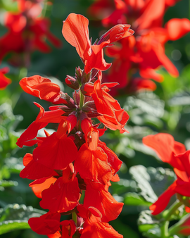 St. John's Fire Seeds Salvia Splendens Annual Flower