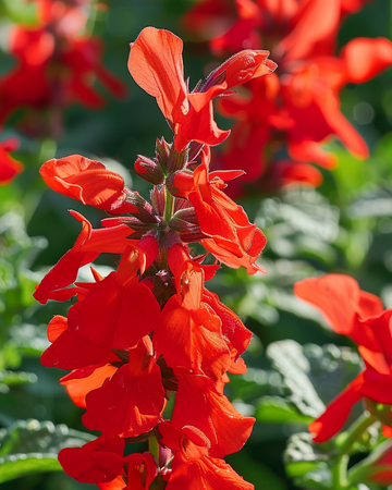 Semi di St. John's Fire (Salvia splendens) – fiore annuale