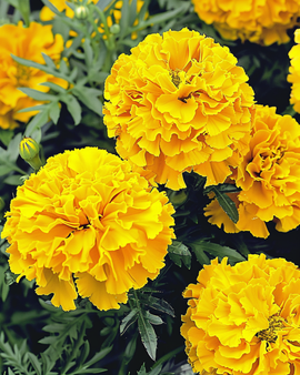 African Marigold Seeds Tagetes Erecta Yellow Supreme Annual