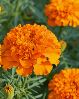 Semi di tagete africano Tagetes erecta annuale varietà Hawaii Orange