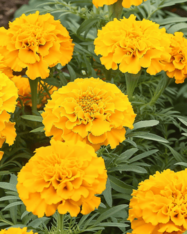 Semi di tagete africano Tagetes erecta annuale Golden Age nano