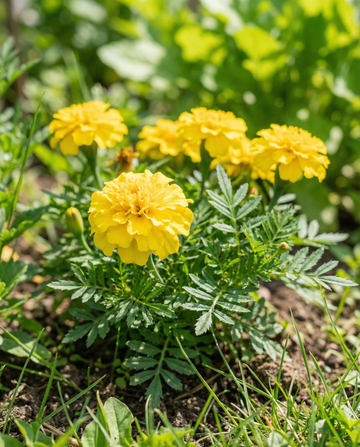 Tagete francese Petite Yellow (Tagetes patula) – semi di fiore annuale da SeedsChoice