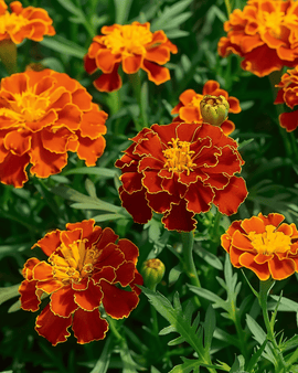 French Marigold Seeds Carmen Tagetes Patula Annual