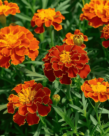 Semi di tagete francese Carmen (Tagetes patula) – fiore annuale