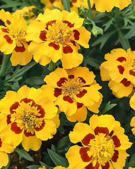 Semi di tagete francese Naughty Marietta Tagetes Patula annuale