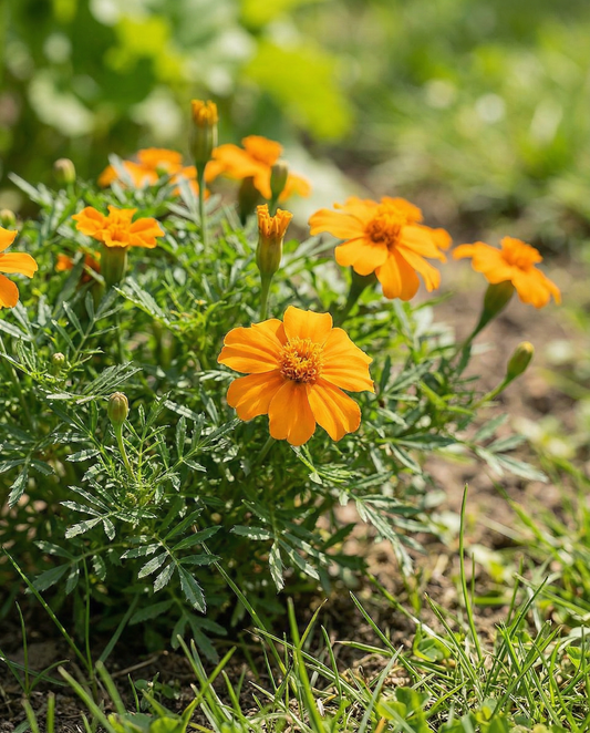Orange Gem (Tagetes tenuifolia) – annual flower seeds from SeedsChoice