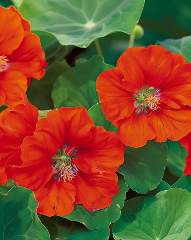 Semi di nasturzio Scarlet Gleam (Tropaeolum majus) – fiore annuale