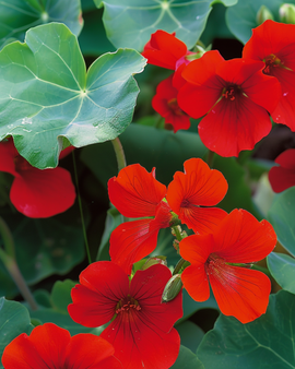 Nasturtium Seeds Empress Of India Tropaeolum Majus Annual
