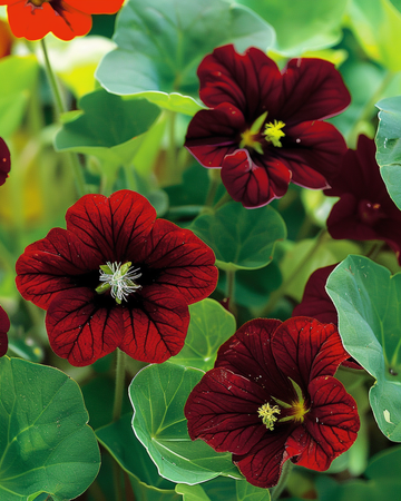 Semi di nasturzio Black Velvet (Tropaeolum majus) – fiore annuale