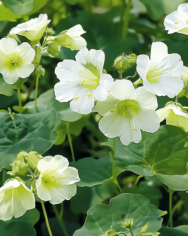 Semi di nasturzio Milkmaid (Tropaeolum majus) – annuale