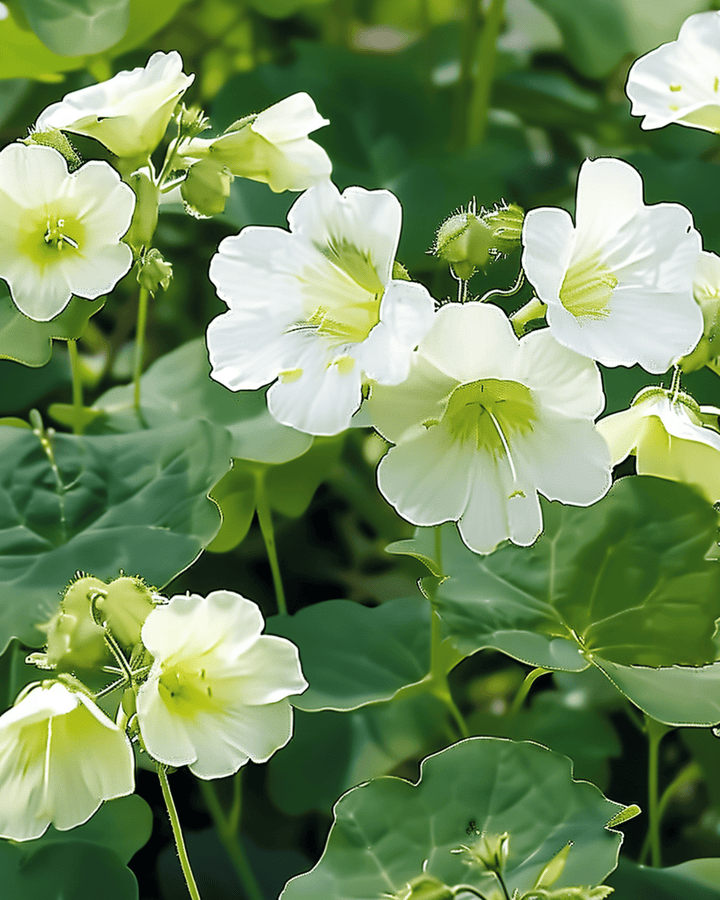 Semi di nasturzio Milkmaid (Tropaeolum majus) – annuale
