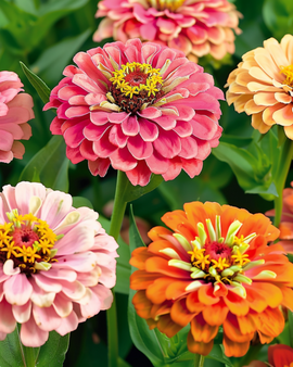 Semi di Zinnia Thumbelina nana mista Zinnia Elegans annuale
