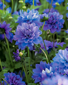 Blue Summer Flowers Seeds Annual Mix Blue Shades