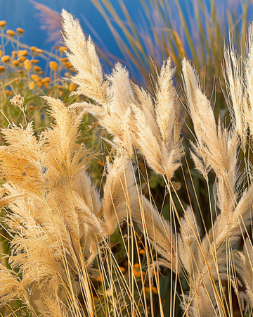 Ornamental Grass Mix 40 To 80 Cm seeds – annual grass