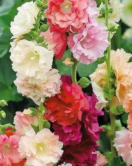 Semi di malva rosa Alcea rosea Chater Double Mixed biennale