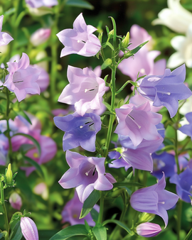 Sementi di Campanula a Mazzetti Campanula Medium Mix Biennale