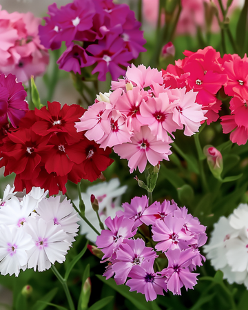 Semi di garofano dei poeti Mixed Colors (Dianthus barbatus) – mix biennale