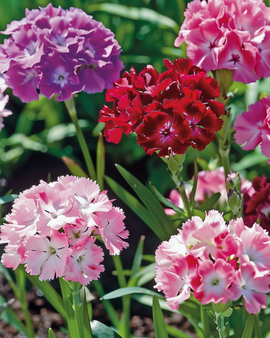 Semi di garofano dei poeti Dianthus barbatus mix biennale a fiore doppio