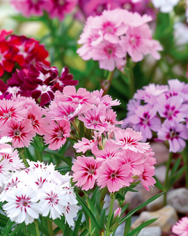 Sweet William Seeds Dianthus Barbatus Dwarf Mixed Biennial Flowers