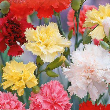 Semi di garofano Grenadin Mixed (Dianthus caryophyllus) – miscuglio biennale