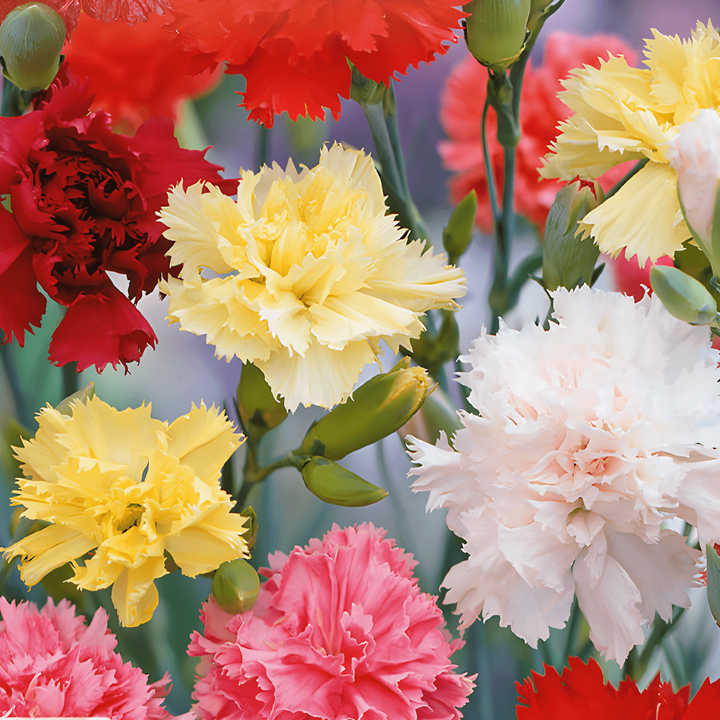 Semi di garofano Grenadin Mixed (Dianthus caryophyllus) – miscuglio biennale