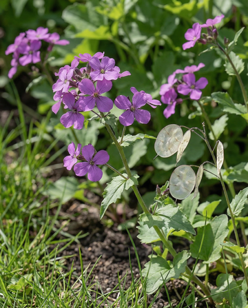 Lunaria viola (Lunaria annua) – semi biennali di SeedsChoice