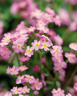 Semi di nontiscordardimé Victoria Pink Myosotis alpestris biennale