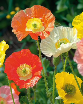 Semi di papavero islandese Papaver Nudicaule biennale mix