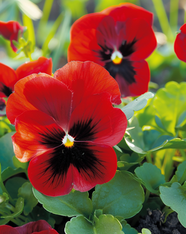 Pansy Seeds Evening Sun Viola Wittrockiana Biennial