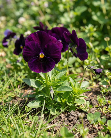 Viola del pensiero Swiss Giants Berna (Viola wittrockiana) – semi di fiore biennale da SeedsChoice