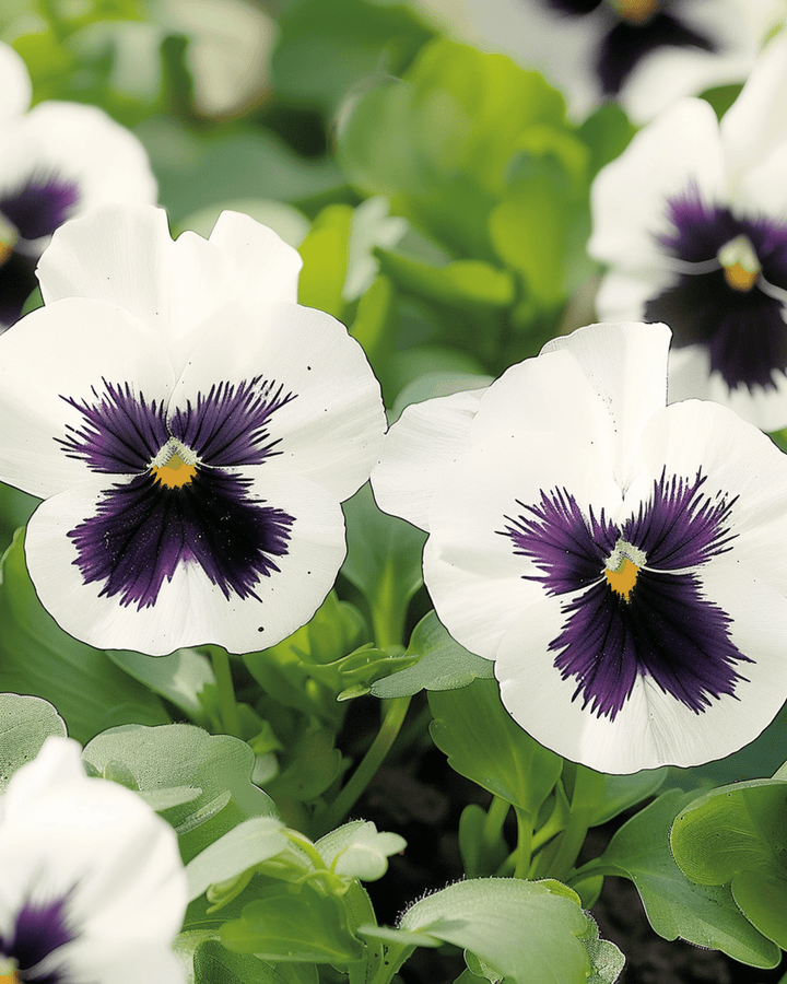 Semi di viola del pensiero Silverbride (Viola wittrockiana) – fiore biennale