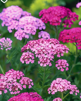 Yarrow Seeds Cerise Queen Achillea Millefolium Perennial