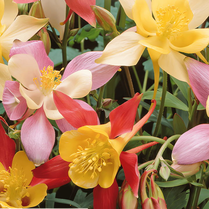 Semi Columbine Mrs Scott Elliott Cottage Garden (Aquilegia vulgaris) – perenne