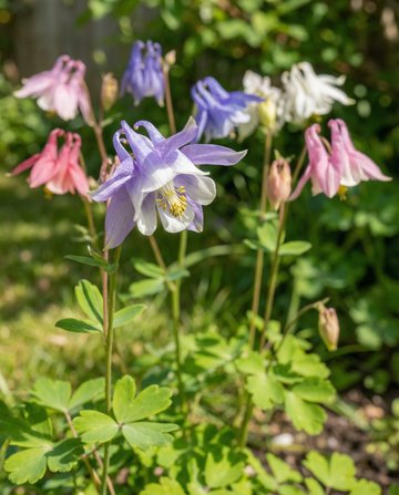 Columbine Mrs Scott Elliott Cottage Garden (Aquilegia vulgaris) – perennial seeds from SeedsChoice