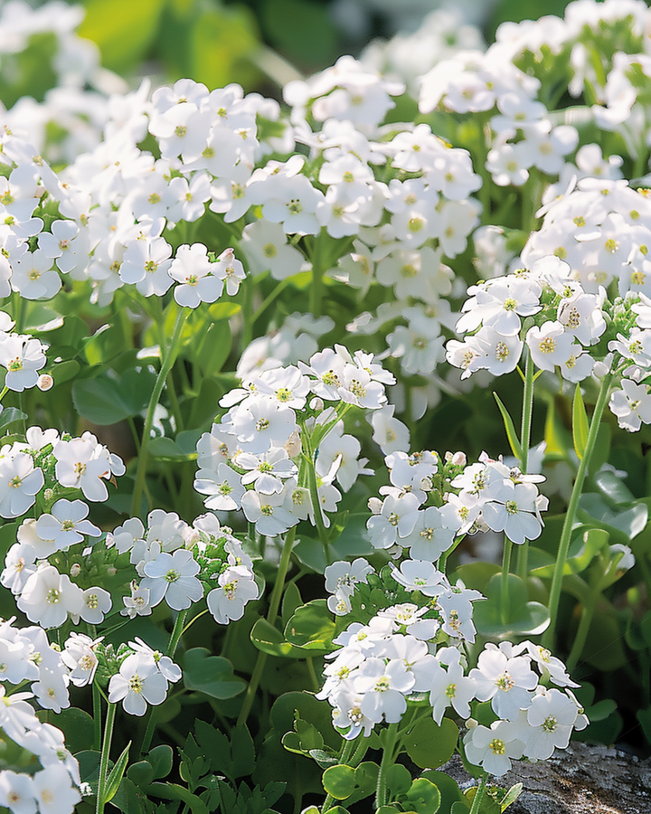 Semi di Rock Cress Snowball (Arabis alpina) – pianta perenne