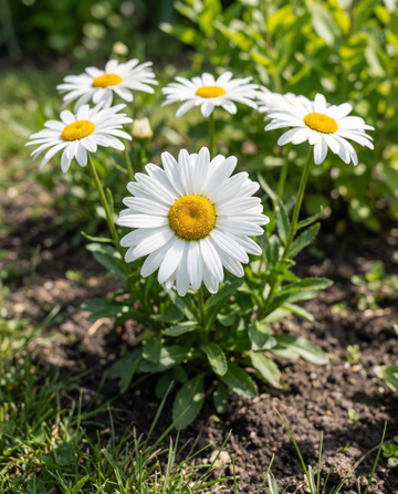 Margherita di Shasta Silver Princess White (Chrysanthemum maximum) – semi perenni da SeedsChoice
