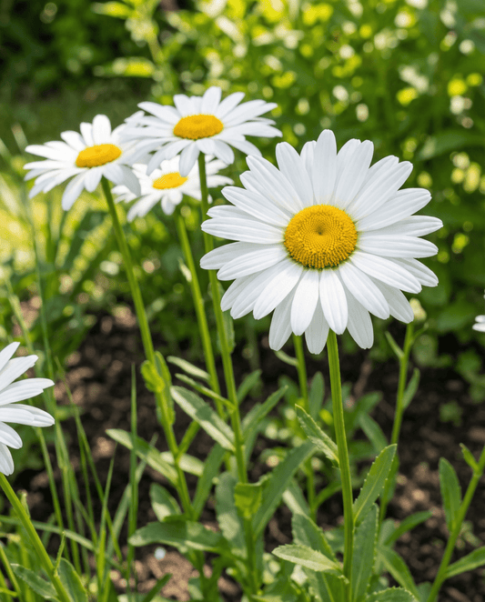 Margherita di Shasta May Queen White (Leucanthemum × superbum) – semi perenni da SeedsChoice