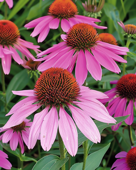 Semi di echinacea viola Echinacea Purpurea perenne