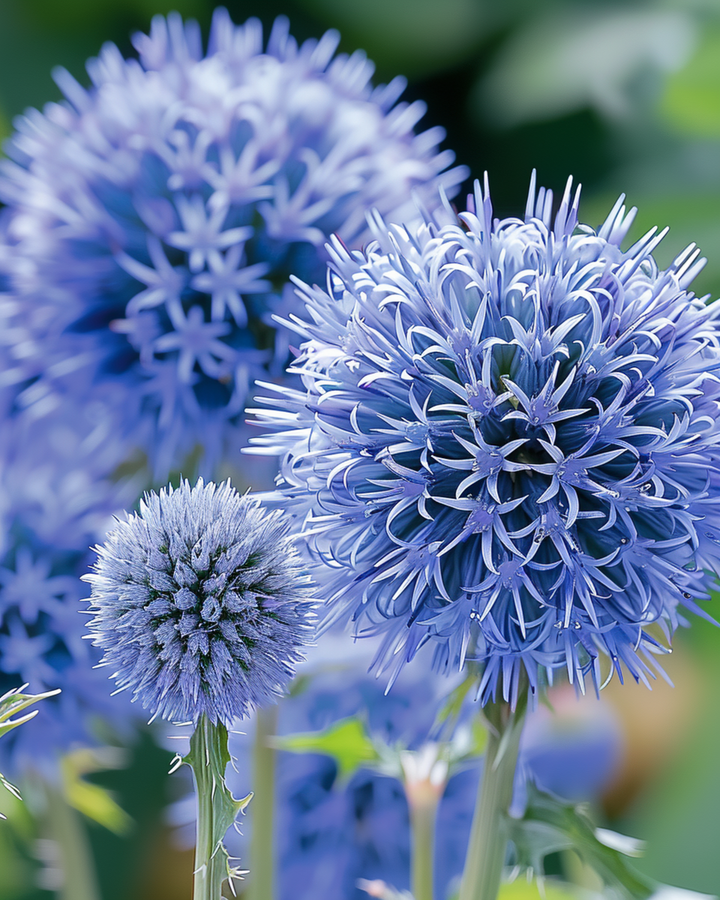 Semi Globe Thistle Blue Pollinator Friendly (Echinops ritro) – perenne