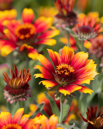 Blanket seeds (Gaillardia aristata) – perennial flower
