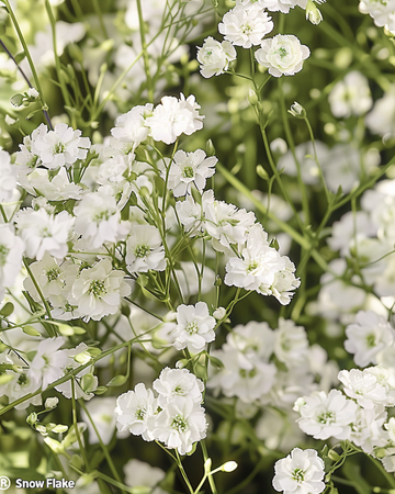 Semi di Snow Flake (Gypsophila paniculata) – perenne