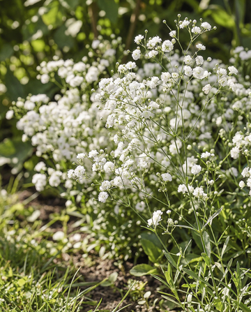 Snow Flake (Gypsophila paniculata) – semi perenni da SeedsChoice