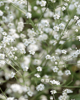 Gypsophila Seeds Gypsophila Paniculata Perennial White Single Flowered