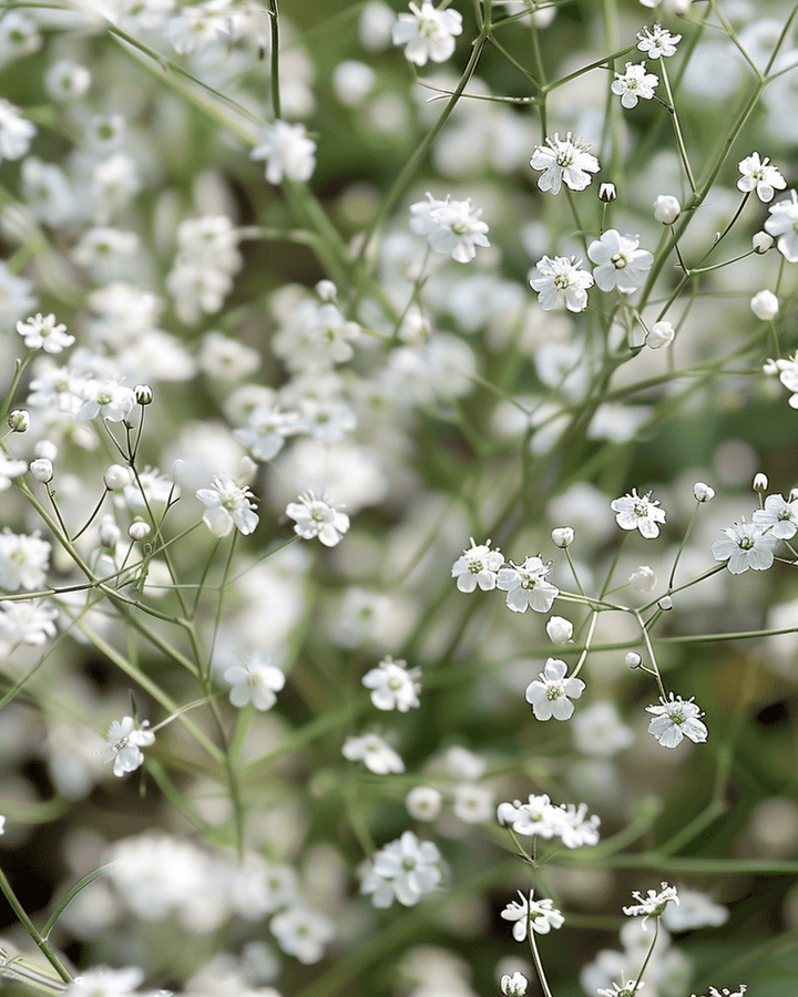 Semi White Single Flowered (Gypsophila paniculata) – fiore perenne