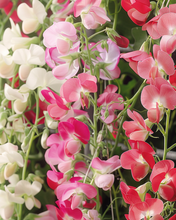 Semi di pisello odoroso Mixed (Lathyrus latifolius) – fiore perenne