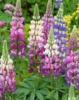 Semi di lupino Lupinus polyphyllus Russell Hybrids Mixed fiori perenni