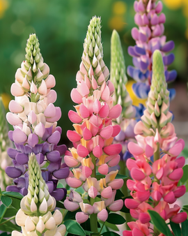 Semi di lupino Minarette Lupinus polyphyllus perenne mix