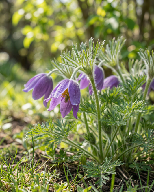 Pulsatilla (Pulsatilla vulgaris) – semi di fiore perenne di SeedsChoice