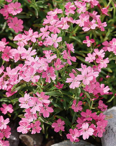Semi di saponaria dei sassi (Saponaria ocymoides) – perenne